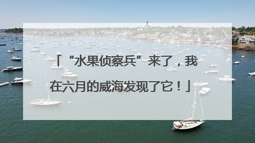 “水果侦察兵”来了，我在六月的威海发现了它！
