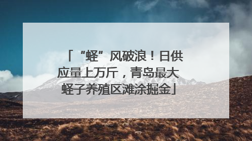 “蛏”风破浪！日供应量上万斤，青岛最大蛏子养殖区滩涂掘金