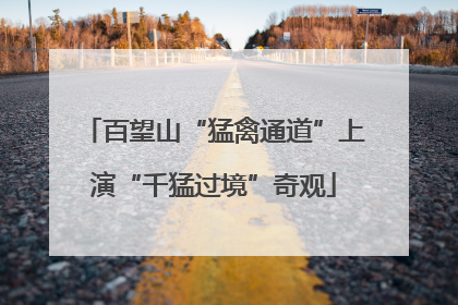 百望山“猛禽通道”上演“千猛过境”奇观