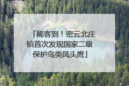 稀客到！密云北庄镇首次发现国家二级保护鸟类凤头鹰