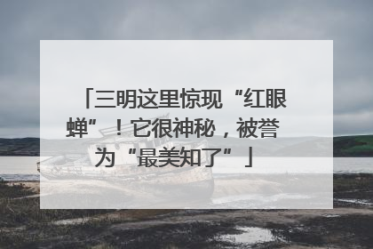 三明这里惊现“红眼蝉”！它很神秘，被誉为“最美知了”
