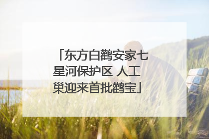 东方白鹳安家七星河保护区 人工巢迎来首批鹳宝