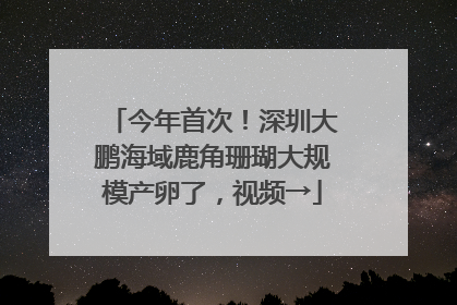 今年首次！深圳大鹏海域鹿角珊瑚大规模产卵了，视频→