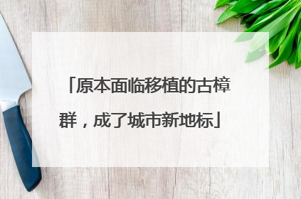 原本面临移植的古樟群，成了城市新地标