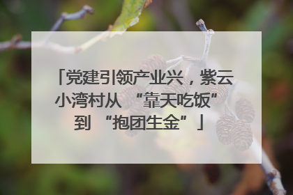 党建引领产业兴，紫云小湾村从 “靠天吃饭” 到 “抱团生金”