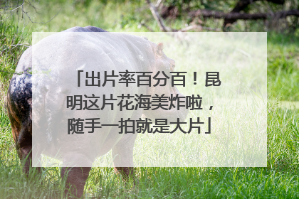 出片率百分百！昆明这片花海美炸啦，随手一拍就是大片