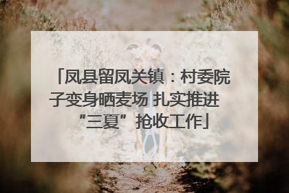 凤县留凤关镇：村委院子变身晒麦场 扎实推进“三夏”抢收工作
