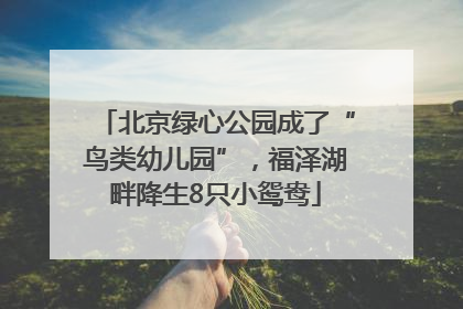 北京绿心公园成了“鸟类幼儿园”，福泽湖畔降生8只小鸳鸯