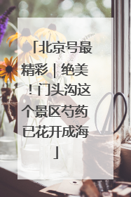 北京号最精彩｜绝美！门头沟这个景区芍药已花开成海