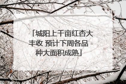 城阳上千亩红杏大丰收 预计下周各品种大面积成熟