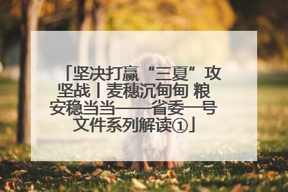 坚决打赢“三夏”攻坚战丨麦穗沉甸甸 粮安稳当当——省委一号文件系列解读①