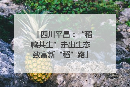 四川平昌：“稻鸭共生”走出生态致富新“稻”路