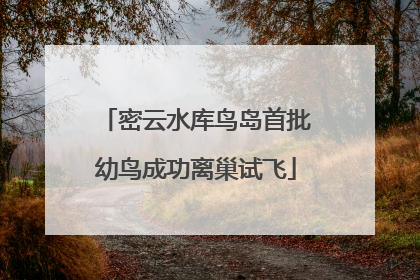 密云水库鸟岛首批幼鸟成功离巢试飞