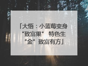 大悟：小蓝莓变身“致富果” 特色生“金”致富有方