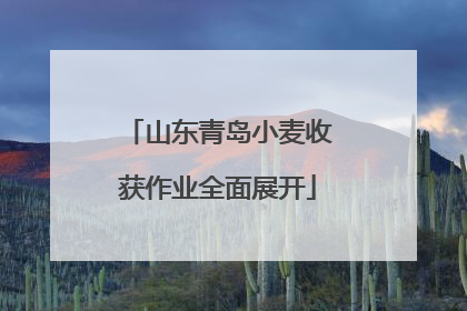 山东青岛小麦收获作业全面展开