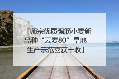 师宗优质强筋小麦新品种“云麦80”旱地生产示范喜获丰收