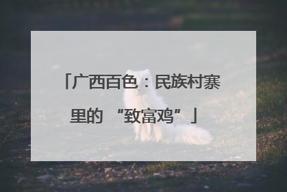 广西百色：民族村寨里的 “致富鸡”