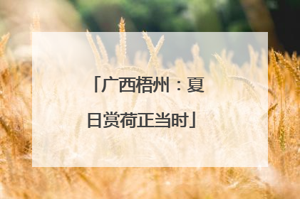 广西梧州：夏日赏荷正当时