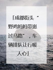成都街头“野鸡妈妈带崽过马路”，车辆排队让行暖人心