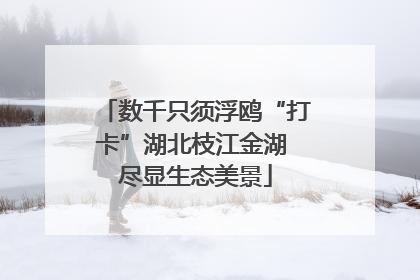 数千只须浮鸥“打卡”湖北枝江金湖 尽显生态美景