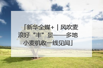 新华全媒+｜风吹麦浪好“丰”景——多地小麦机收一线见闻