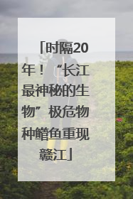 时隔20年！“长江最神秘的生物”极危物种鳤鱼重现赣江