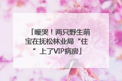 暖哭！两只野生萌宝在抚松林业局“住”上了VIP病房