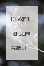 江苏泗洪：湿地白鹭育雏忙