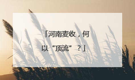 河南麦收，何以“顶流”？