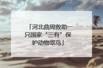 河北曲周救助一只国家“三有”保护动物翠鸟