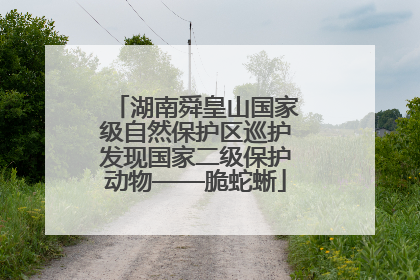 湖南舜皇山国家级自然保护区巡护发现国家二级保护动物——脆蛇蜥