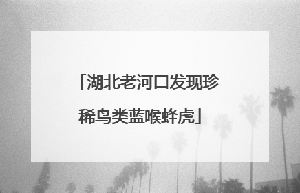 湖北老河口发现珍稀鸟类蓝喉蜂虎
