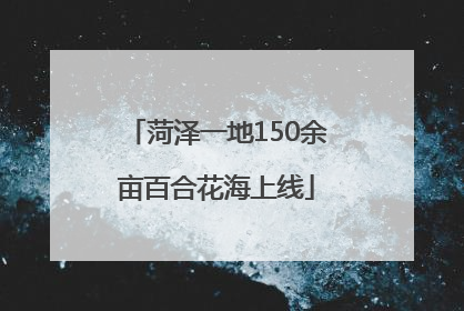 菏泽一地150余亩百合花海上线