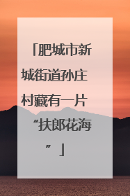 肥城市新城街道孙庄村藏有一片“扶郎花海”