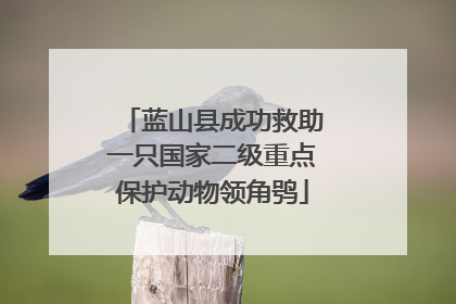 蓝山县成功救助一只国家二级重点保护动物领角鸮