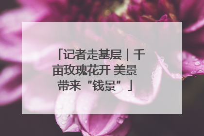 记者走基层｜千亩玫瑰花开 美景带来“钱景”