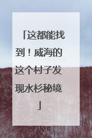 这都能找到！威海的这个村子发现水杉秘境