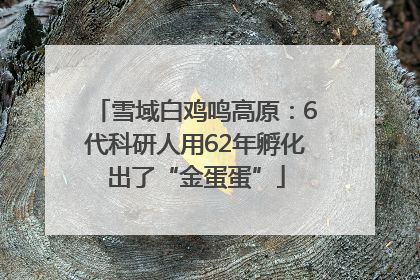 雪域白鸡鸣高原：6代科研人用62年孵化出了“金蛋蛋”