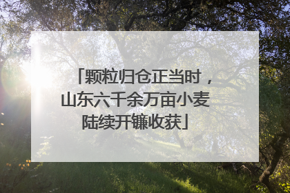 颗粒归仓正当时，山东六千余万亩小麦陆续开镰收获