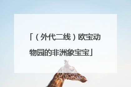 （外代二线）欧宝动物园的非洲象宝宝